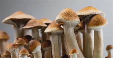 Magic Mushroom Spores: A Natural Source of Food and Medicine